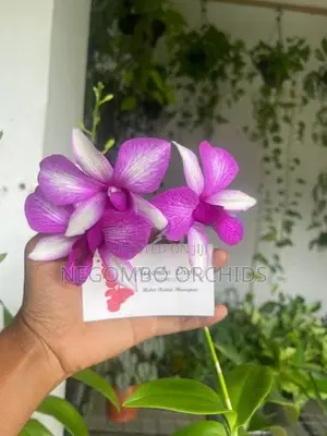 Orchid Plants