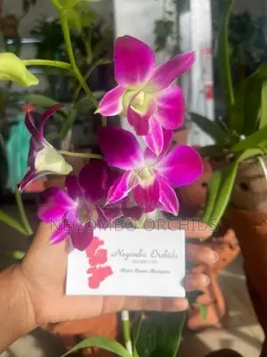 Orchid Plants