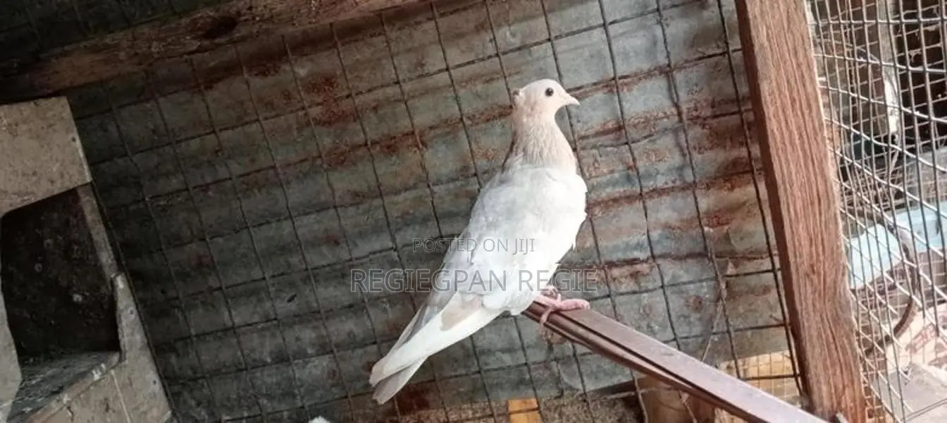 Pigeons