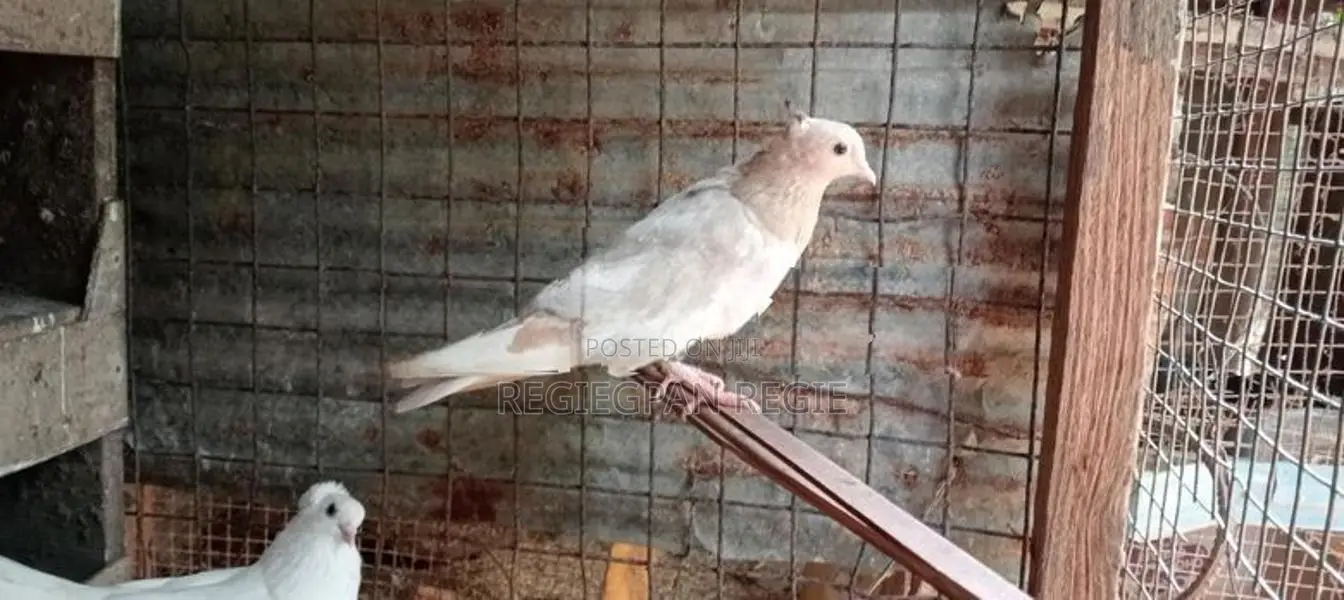 Pigeons