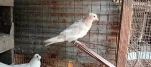 Pigeons