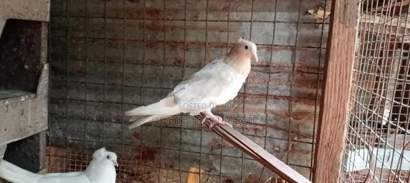 Pigeons