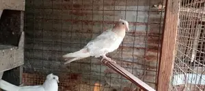 Pigeons