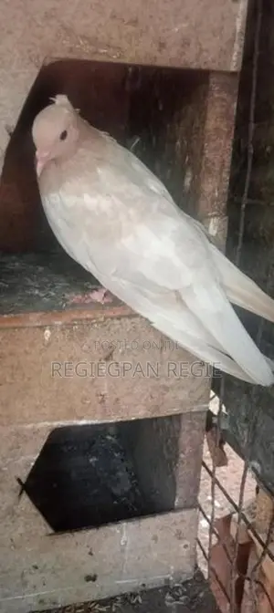 Pigeons