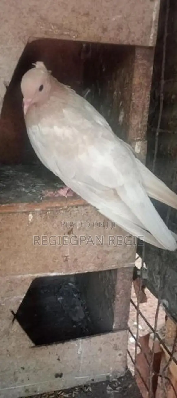 Pigeons