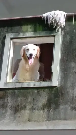 Golden Retriever