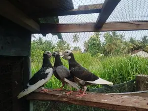 Timing Pigeons