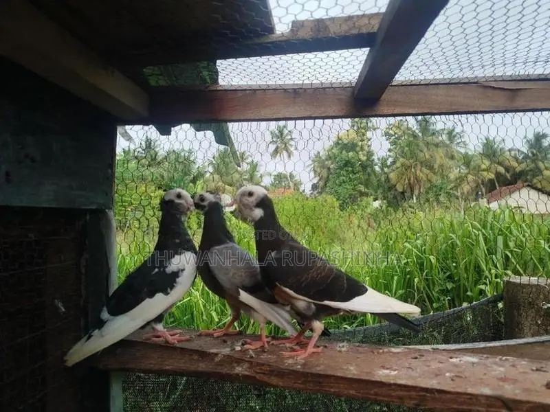 Timing Pigeons