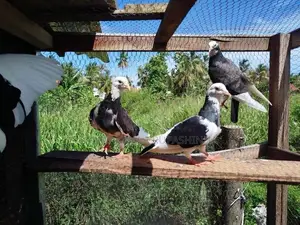 Timing Pigeons