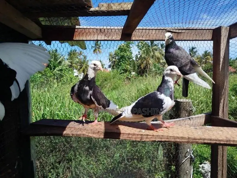 Timing Pigeons