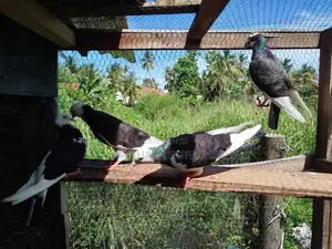 Timing Pigeons