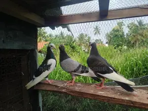 Timing Pigeons