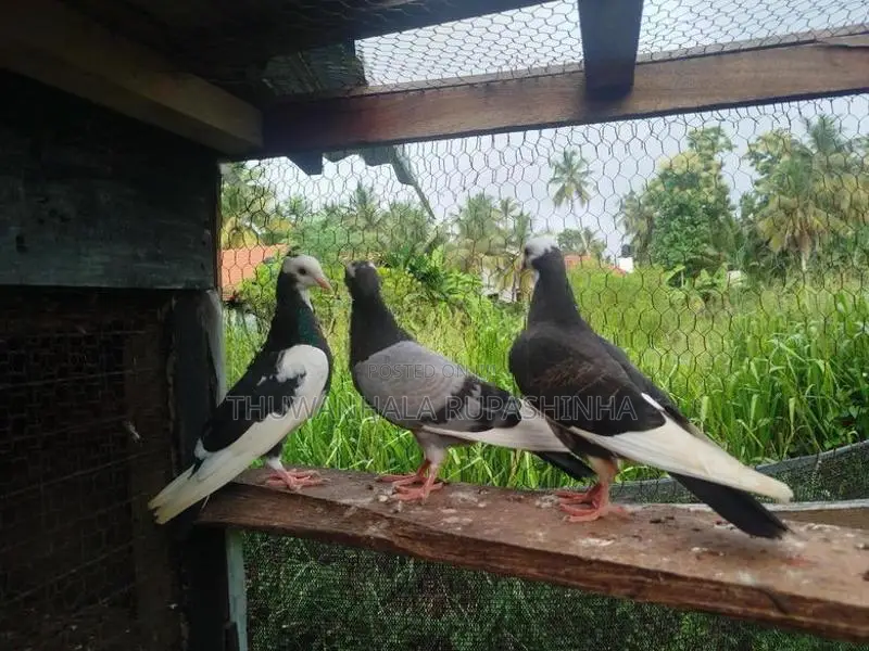 Timing Pigeons