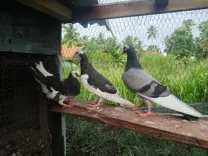 Timing Pigeons