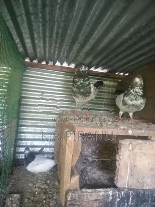 Pigeons
