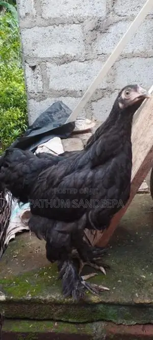 බ්‍රහ්මා කුකුලන්