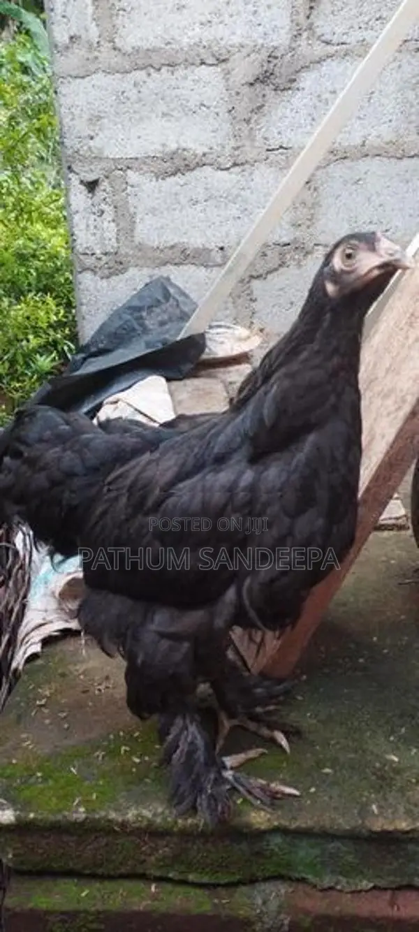 බ්‍රහ්මා කුකුලන්