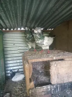 Pigeons