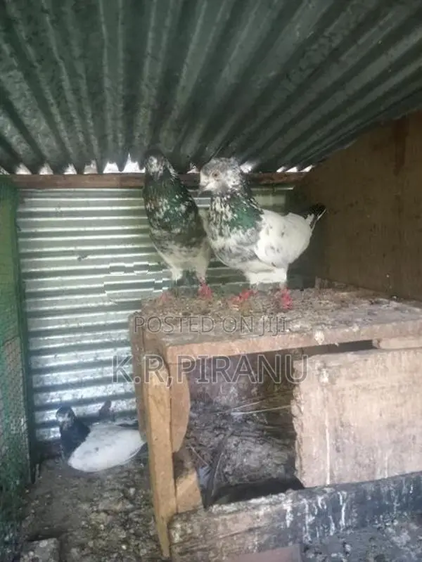 Pigeons