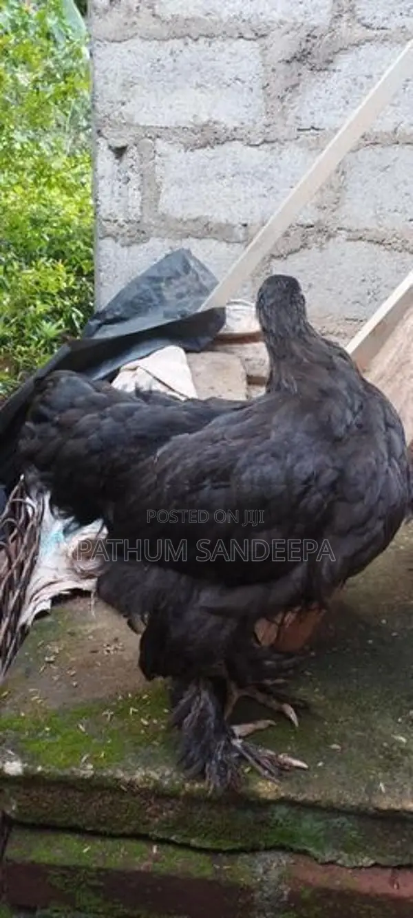 බ්‍රහ්මා කුකුලන්