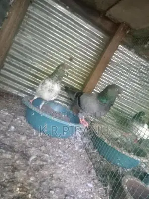 Pigeons