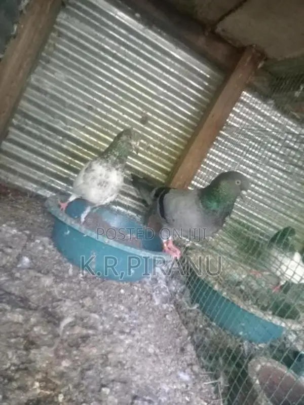 Pigeons