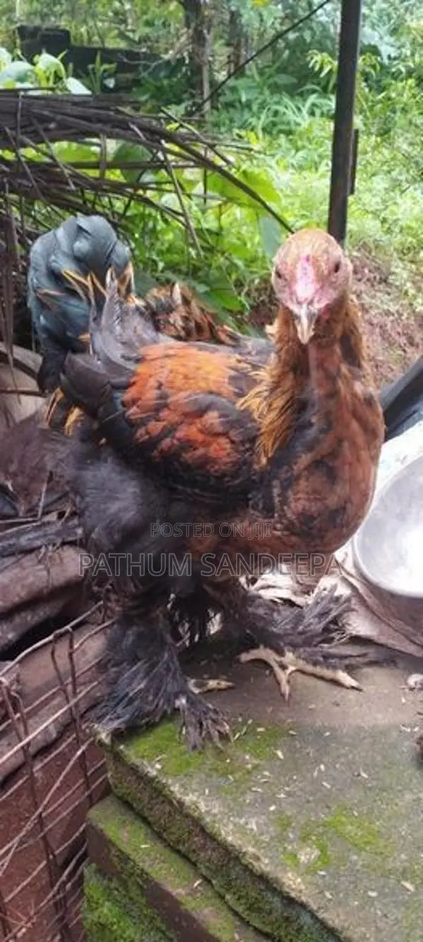 බ්‍රහ්මා කුකුලන්