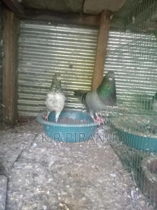 Pigeons