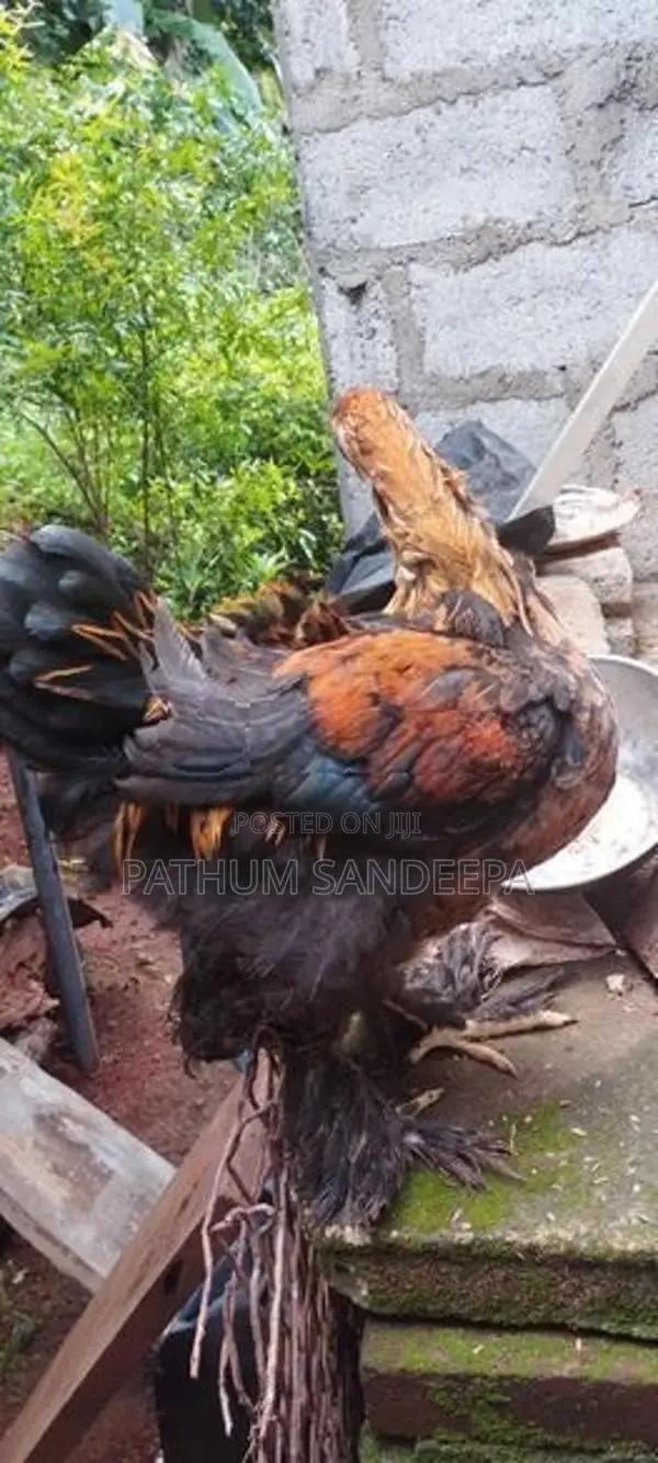 බ්‍රහ්මා කුකුලන්