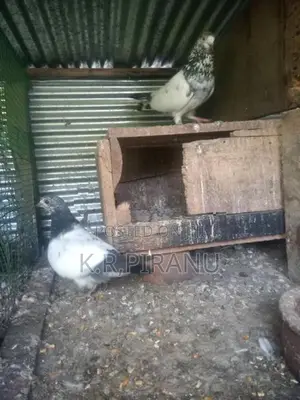 Pigeons