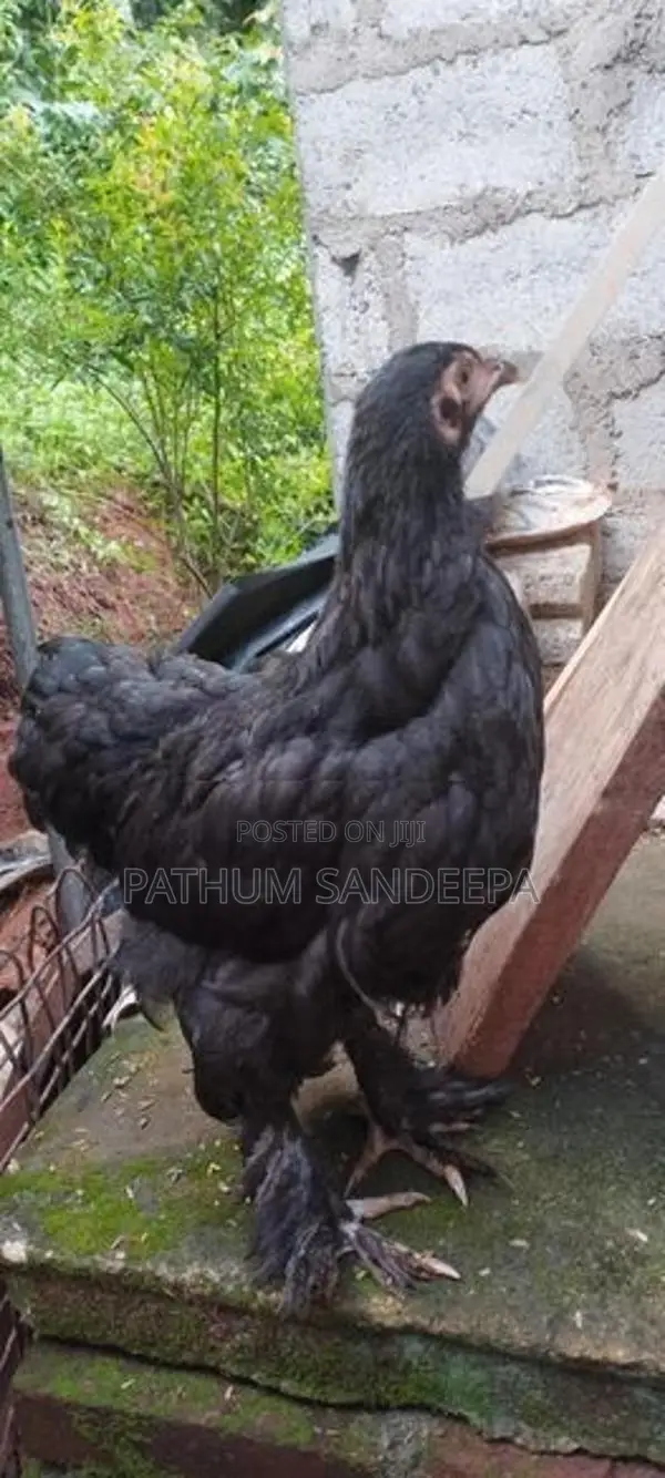 බ්‍රහ්මා කුකුලන්