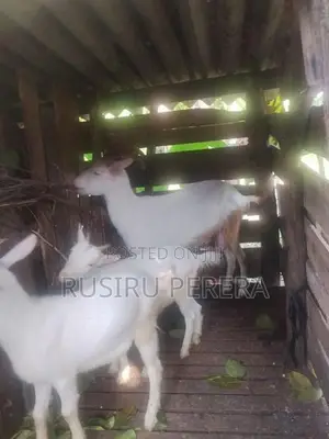 Sanhan goat