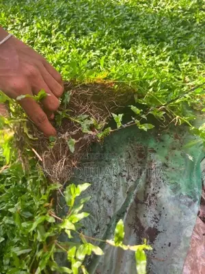 Malaysian Grass