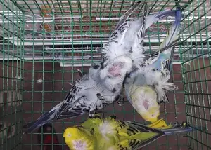 Hagoromo Birds
