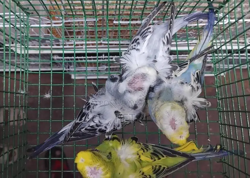 Hagoromo Birds