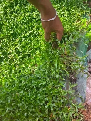 Malaysian Grass