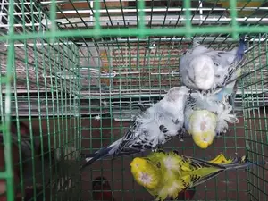 Hagoromo Birds