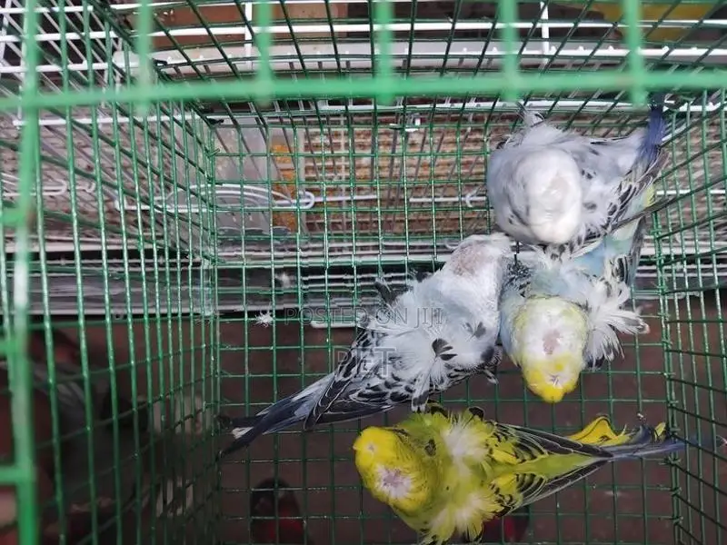 Hagoromo Birds