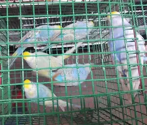 Rainbow Bird