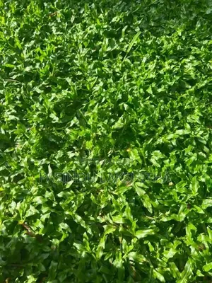 Malaysian Grass