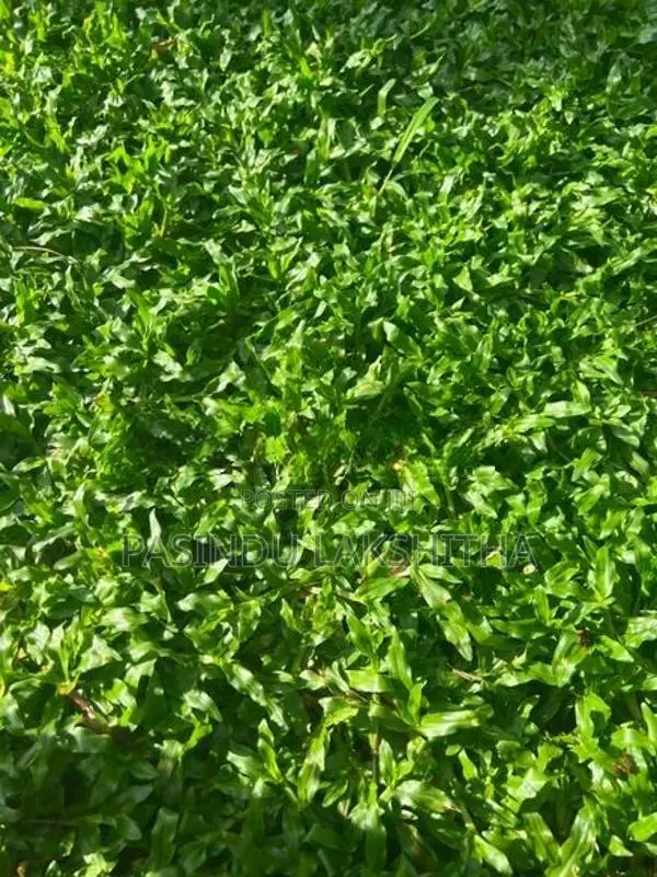 Malaysian Grass
