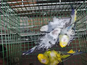 Hagoromo Birds