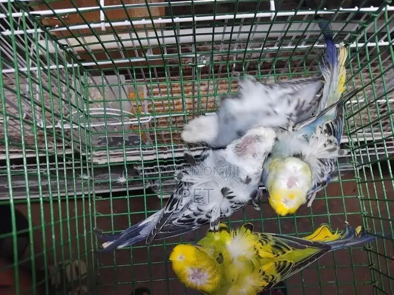 Hagoromo Birds