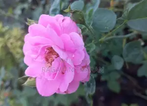 ஊர் றோஸ்