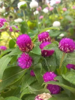 வாடாமல்லிகை கன்று