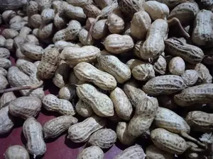 கச்சான்