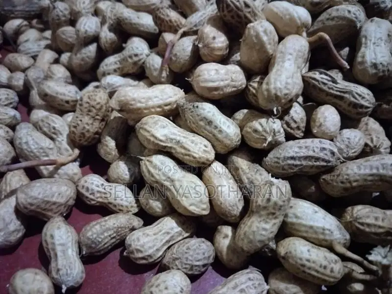 கச்சான்