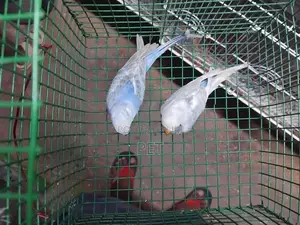 Vilot Birds