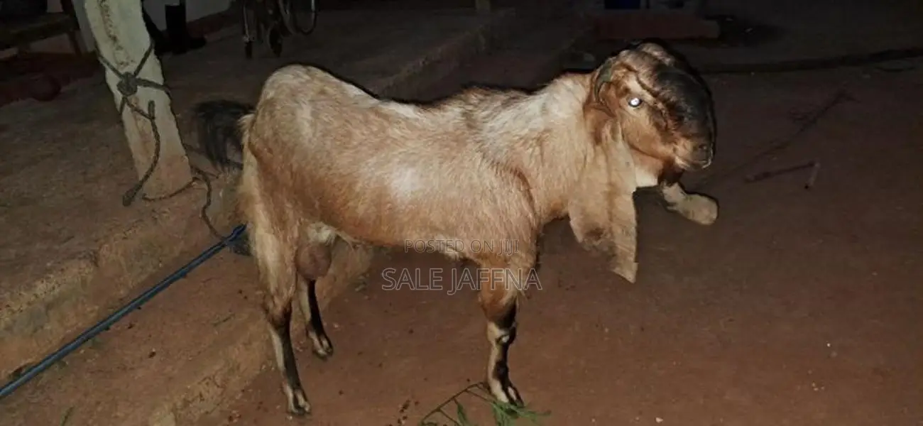 Kidai Aadu