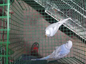 Vilot Birds